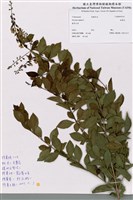 藏品(金露花)的圖片